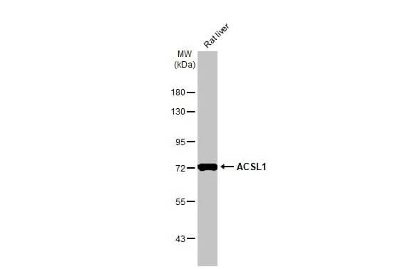 ACSL1 Antibody (HL1530) - Azide and BSA Free