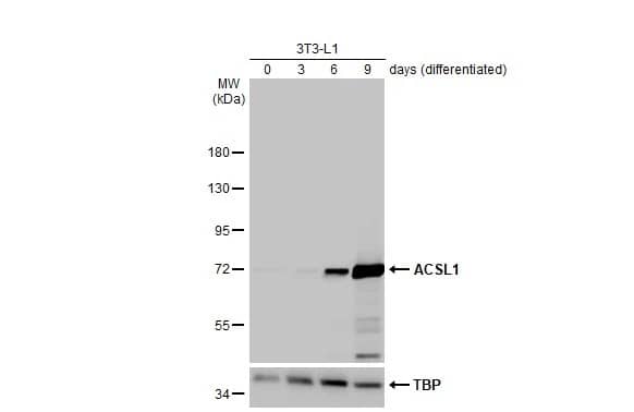 ACSL1 Antibody (HL1530) - Azide and BSA Free