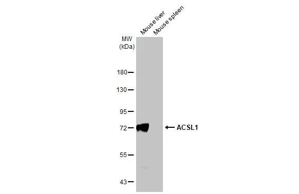 ACSL1 Antibody (HL1530) - Azide and BSA Free