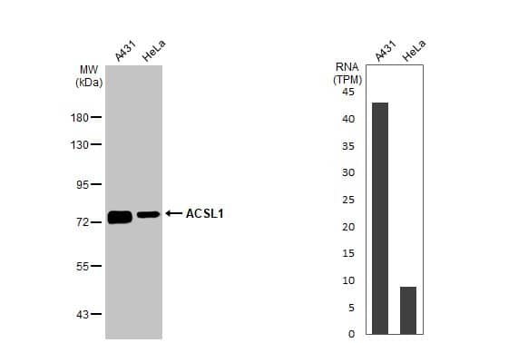 ACSL1 Antibody (HL1530) - Azide and BSA Free