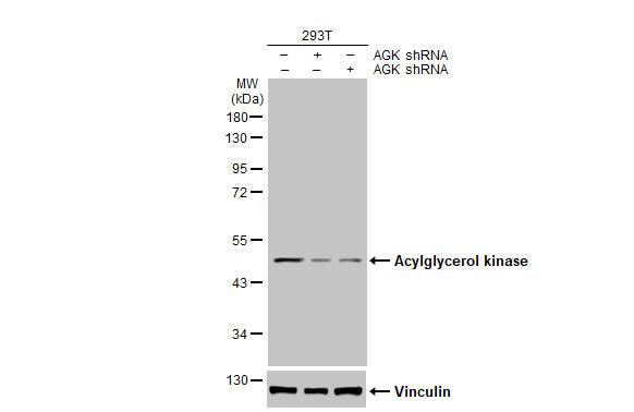 Acylglycerol Kinase Antibody (HL1846) - Azide and BSA Free