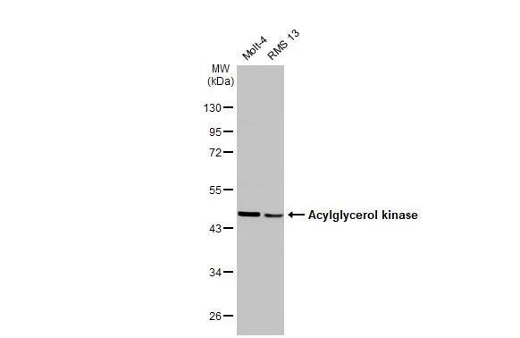 Acylglycerol Kinase Antibody (HL1846) - Azide and BSA Free