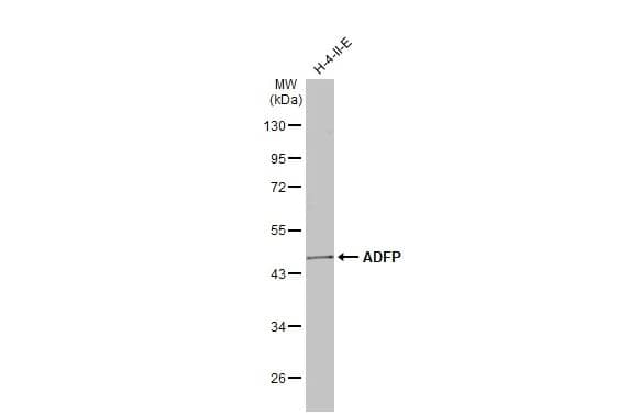 Perilipin-2/ADFP Antibody (HL2147) - Azide and BSA Free