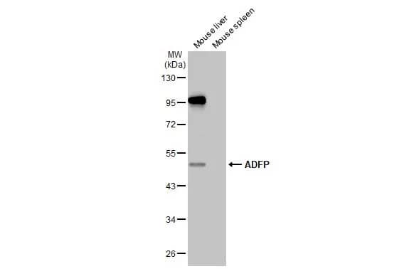 Perilipin-2/ADFP Antibody (HL2147) - Azide and BSA Free