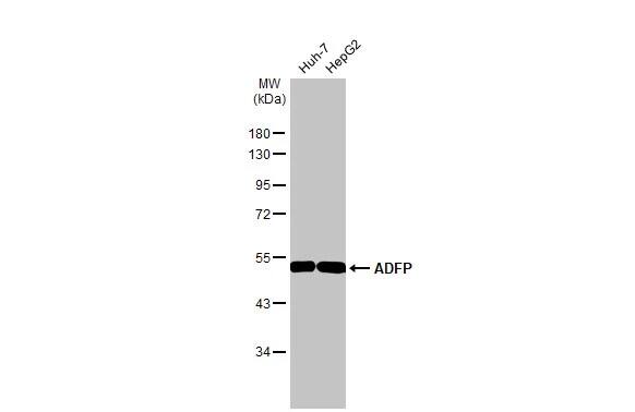 Perilipin-2/ADFP Antibody (HL2147) - Azide and BSA Free