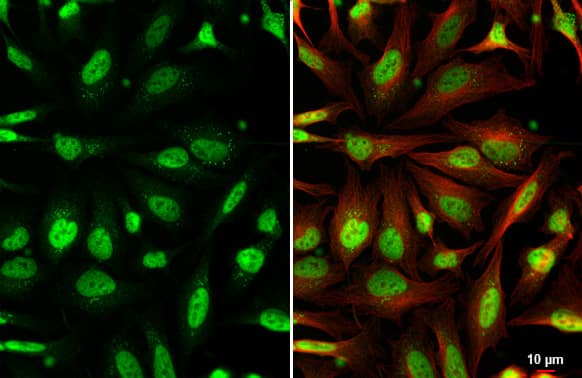 AF9 Antibody (HL1644) - Azide and BSA Free