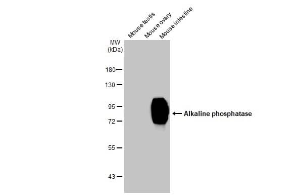Alkaline Phosphatase, Intestinal Antibody (HL1268) - Azide and BSA Free