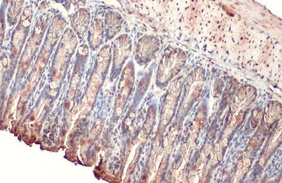 Alkaline Phosphatase, Intestinal Antibody (HL1268) - Azide