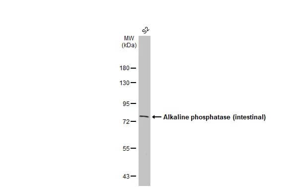 Alkaline Phosphatase, Intestinal Antibody (HL1268) - Azide and BSA Free