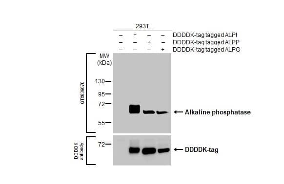 Alkaline Phosphatase, Intestinal Antibody (HL1268) - Azide and BSA Free