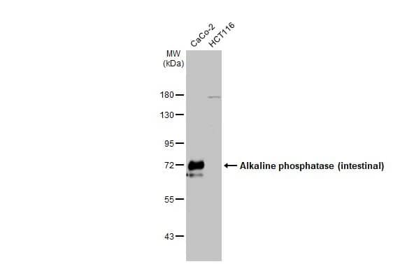 Alkaline Phosphatase, Intestinal Antibody (HL1268) - Azide and BSA Free