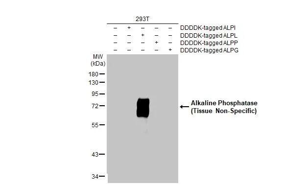 Alkaline Phosphatase, Tissue Non-Specific Antibody (HL2003) - Azide and BSA Free