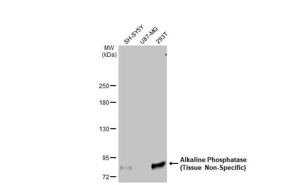 Alkaline Phosphatase, Tissue Non-Specific Antibody (HL2003) - Azide and BSA Free