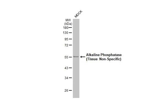 Alkaline Phosphatase, Tissue Non-Specific Antibody (HL2003) - Azide and BSA Free