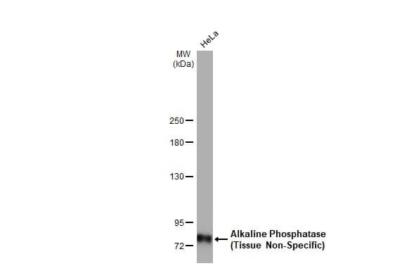 Alkaline Phosphatase, Tissue Non-Specific Antibody (HL2003) - Azide and BSA Free