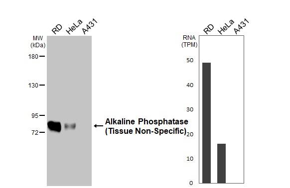 Alkaline Phosphatase, Tissue Non-Specific Antibody (HL2003) - Azide and BSA Free