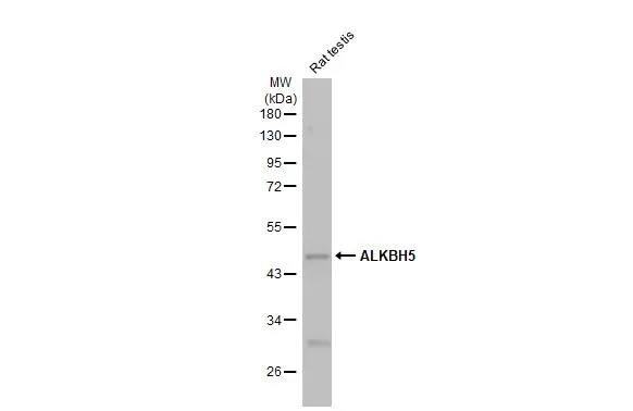 ALKBH5 Antibody (HL2061) - Azide and BSA Free