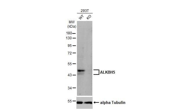 ALKBH5 Antibody (HL2061) - Azide and BSA Free