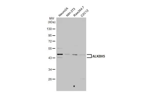 ALKBH5 Antibody (HL2061) - Azide and BSA Free