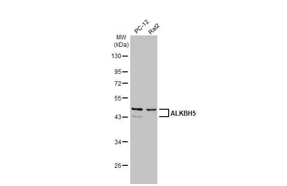 ALKBH5 Antibody (HL2061) - Azide and BSA Free