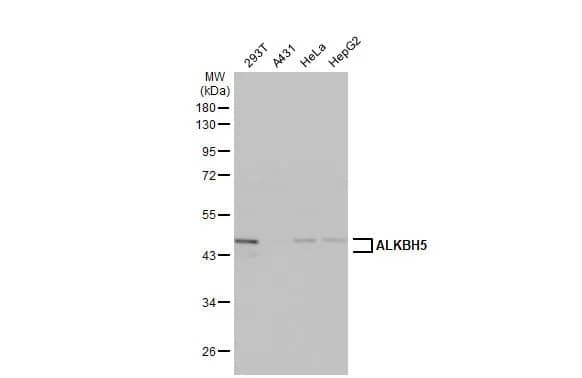 ALKBH5 Antibody (HL2061) - Azide and BSA Free