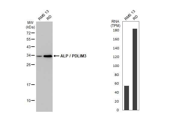 PDLIM3 Antibody (HL2075) - Azide and BSA Free