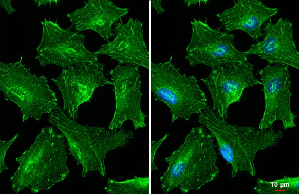 Alpha Actinin (pan) Antibody (HL1692) - Azide and BSA Free