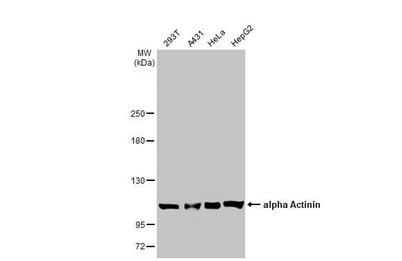 Alpha Actinin (pan) Antibody (HL1692) - Azide and BSA Free