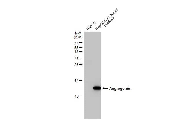 Angiogenin Antibody (HL2214) - Azide and BSA Free