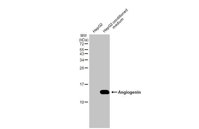 Angiogenin Antibody (HL2215) - Azide and BSA Free