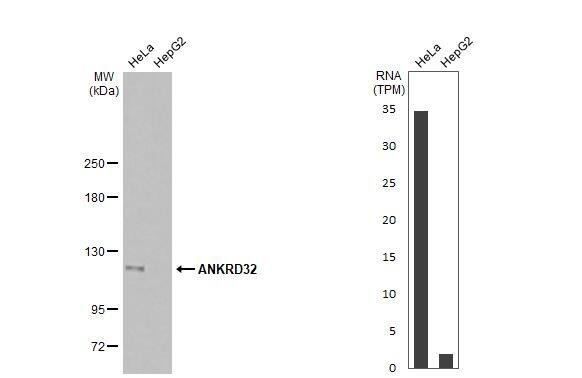 ANKRD32 Antibody (HL2311) - Azide and BSA Free