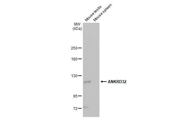 ANKRD32 Antibody (HL2311) - Azide and BSA Free