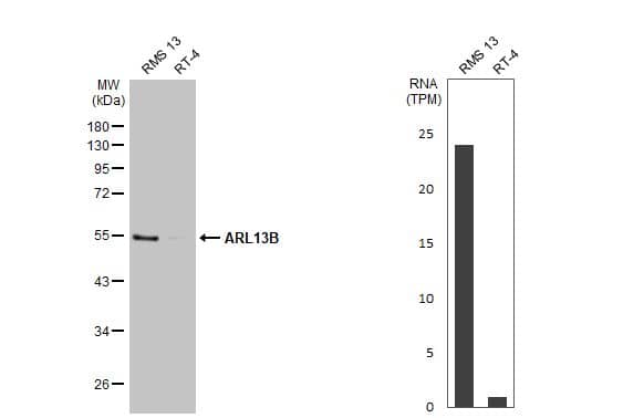 ARL13B Antibody (HL2173) - Azide and BSA Free