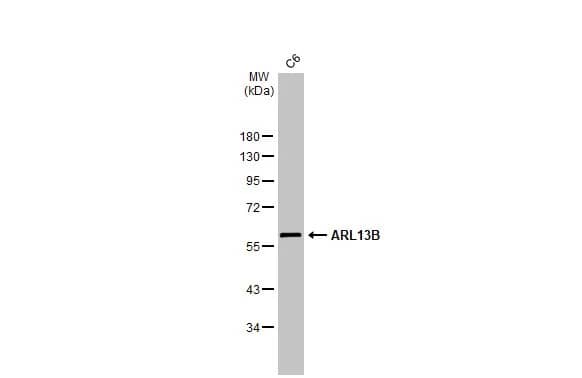 ARL13B Antibody (HL2173) - Azide and BSA Free