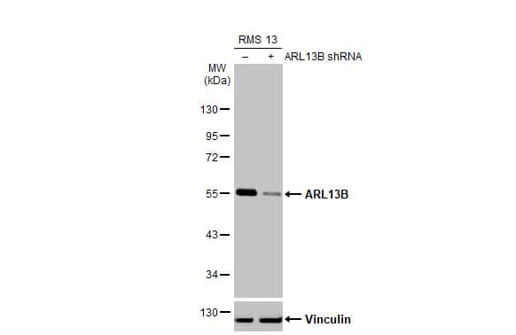 ARL13B Antibody (HL2173) - Azide and BSA Free