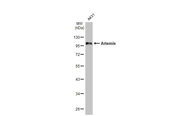 Artemis Antibody (HL1227) - Azide and BSA Free