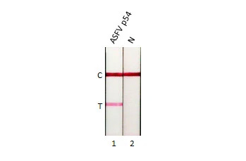 African Swine Fever Virus p54 Antibody (HL1218) - Azide and BSA Free