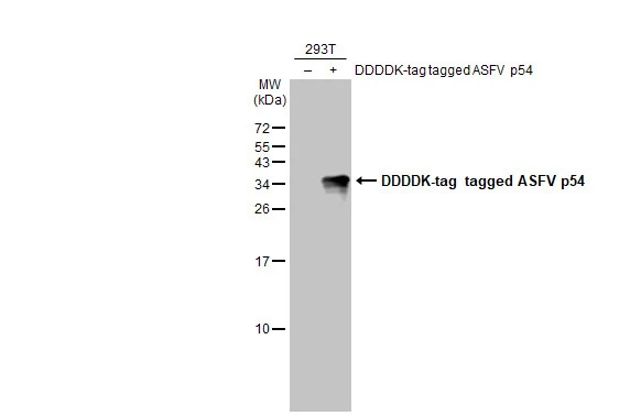 African Swine Fever Virus p54 Antibody (HL1286) - Azide and BSA Free