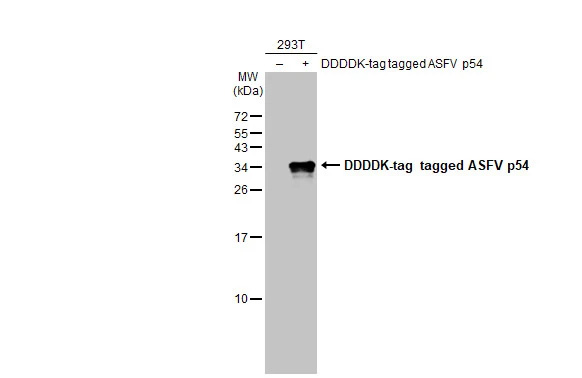 African Swine Fever Virus p54 Antibody (HL1287) - Azide and BSA Free