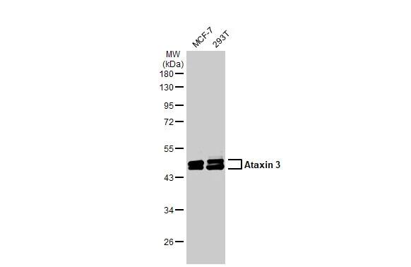 Ataxin-3 Antibody (HL1909) - Azide and BSA Free