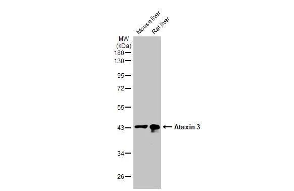 Ataxin-3 Antibody (HL1909) - Azide and BSA Free