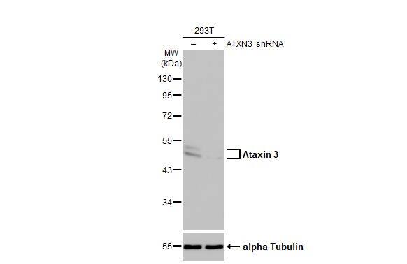 Ataxin-3 Antibody (HL1909) - Azide and BSA Free