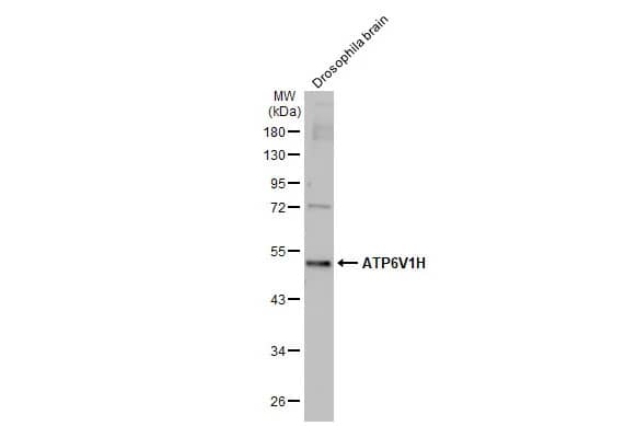 ATP6V1H Antibody (HL1316) - Azide and BSA Free