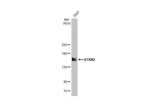 Ataxin-2 Antibody (HL1903) - Azide and BSA Free