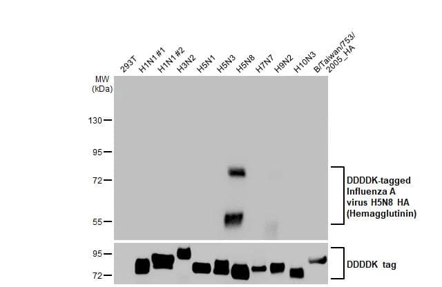 Influenza A H5N8 Hemagglutinin Antibody (HL1550) - Azide and BSA Free