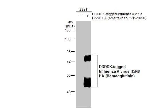 Influenza A H5N8 Hemagglutinin Antibody (HL1550) - Azide and BSA Free