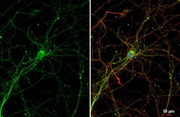 Bassoon Antibody (HL1732) - Azide and BSA Free