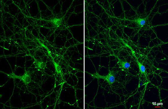Bassoon Antibody (HL1732) - Azide and BSA Free