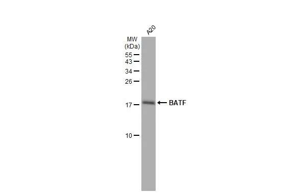 BATF Antibody (HL1870) - Azide and BSA Free