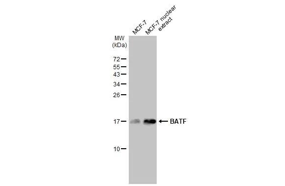 BATF Antibody (HL1870) - Azide and BSA Free